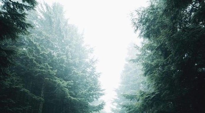 Inspiration : Fleuve Columbia. Photo: @snickersv #columbiariveegorge #natur …