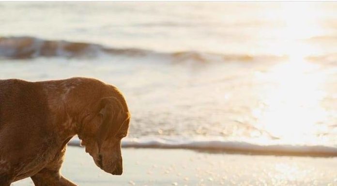 Inspiration : Basse Californie du Sud, Mexique. Photo: @thiswildidea …