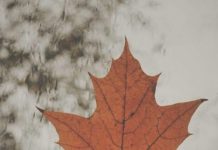 Inspiration : Photo: @ goalsthingss.x #autumn #leaves #nature #landscape …..