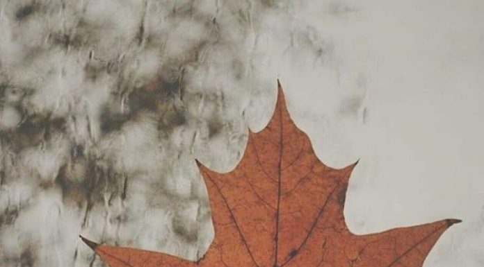 Inspiration : Photo: @ goalsthingss.x #autumn #leaves #nature #landscape …..