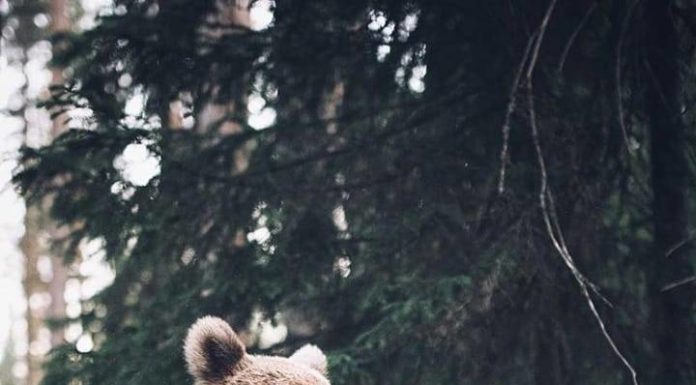 Inspiration : Finlande. Photo: @eevamakinen #finland #nature #landscape …