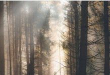 Inspiration : Suisse saxonne. Photo: @tom_juenemann #saxonswitzerland …..