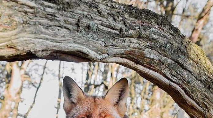 Inspiration : Finlande. Photo: @kpunkka #finland #wanderlog #nature #landsc …