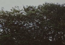 Inspiration : Floresta Nacional