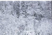 Inspiration : Bade Wurtemberg, Allemagne. Photo: @riedler_rene #nature …