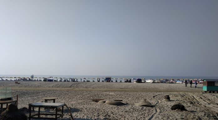 Inspiration : Hêtre de mer de Kuyakata, Bangladesh.