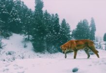 Inspiration : Cachemire, Inde du Nord novembre 2018