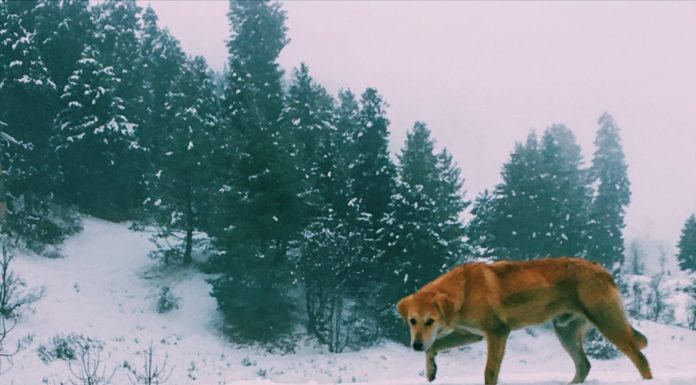 Inspiration : Cachemire, Inde du Nord novembre 2018