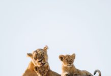 Inspiration : Parc national du Serengeti, Tanzanie