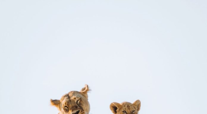 Inspiration : Parc national du Serengeti, Tanzanie