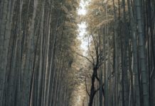 Inspiration : Kyoto, Japon