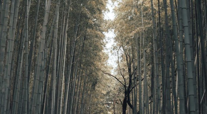 Inspiration : Kyoto, Japon