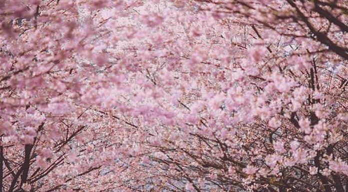 Inspiration : Vancouver, Colombie-Britannique. Photo: @rachelbarkman #wanderlo …