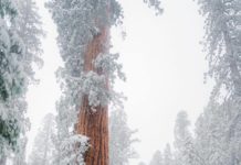 Inspiration : Sierra Nevada