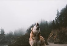 Inspiration : Photo: @dllln #wanderlog …