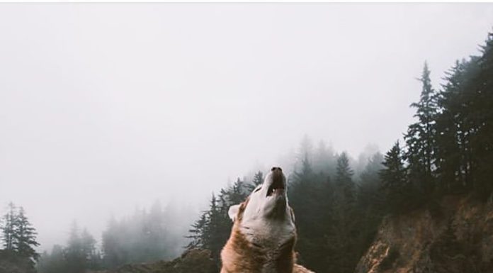 Inspiration : Photo: @dllln #wanderlog …