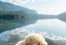 Inspiration : Lac Cultus, Colombie-Britannique