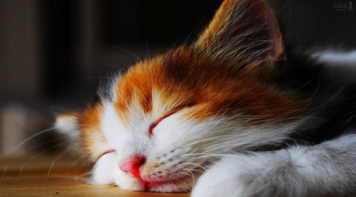 Inspiration : Ces petits amis moelleux sont trop adorables pour nous!