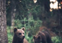 Inspiration : Finlande