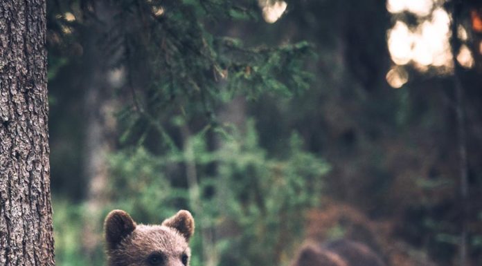 Inspiration : Finlande