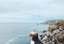 Inspiration : Saltee Islands