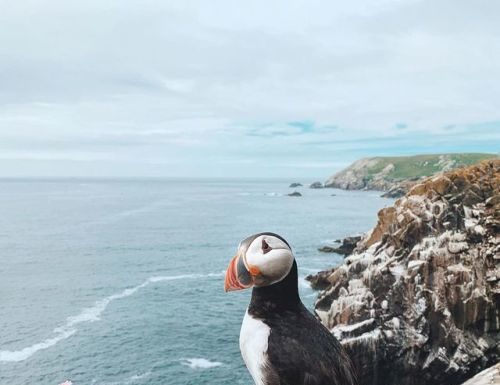 Inspiration : Saltee Islands