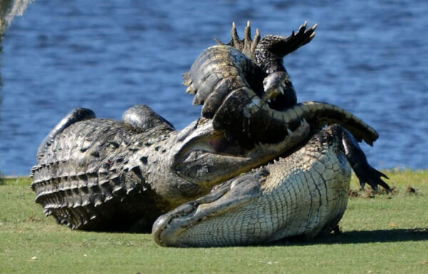 Are alligators in the Florida Keys? Are alligators in the Florida Keys?
