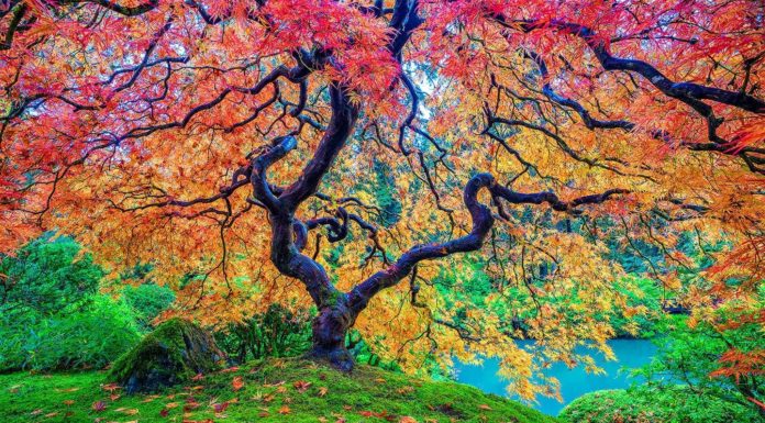 Are markets open in France 2021? Are markets open in France 2021?