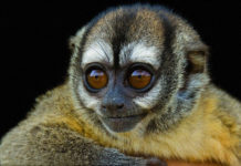 Are monkeys indigenous to Panama? Are monkeys indigenous to Panama?