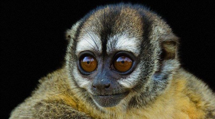 Are monkeys indigenous to Panama? Are monkeys indigenous to Panama?