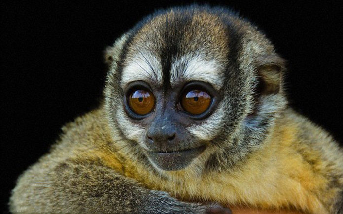 Are monkeys indigenous to Panama?