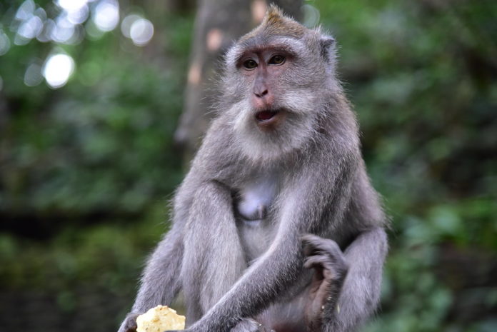 Are monkeys native to Panama?