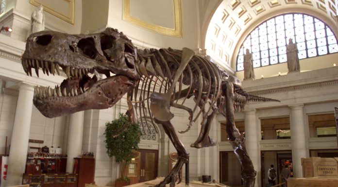 Are museums free in Brussels? Are museums free in Brussels?