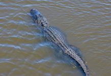 Are there alligators in Lake Placid? Are there alligators in Lake Placid?