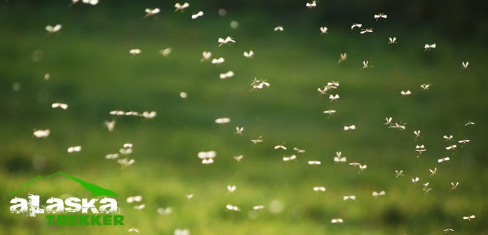 Are there alot of bugs in Alaska? Are there alot of bugs in Alaska?