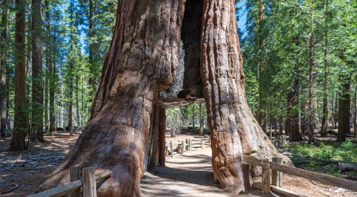 Are there any redwood trees near San Francisco? Are there any redwood trees near San Francisco?