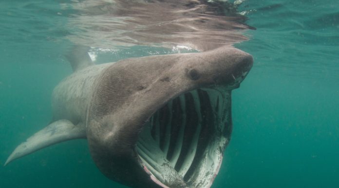Are there basking sharks in Scotland? Are there basking sharks in Scotland?