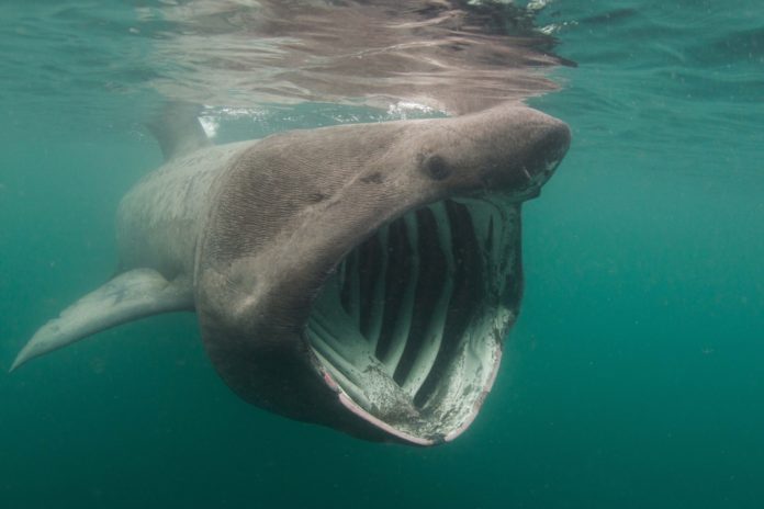 Are there basking sharks in Scotland?