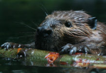Are there beavers in Vienna? Are there beavers in Vienna?