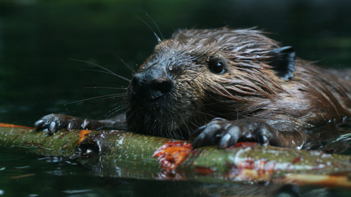 Are there beavers in Vienna?