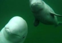Are there beluga whales in Nova Scotia? Are there beluga whales in Nova Scotia?