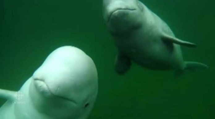 Are there beluga whales in Nova Scotia? Are there beluga whales in Nova Scotia?