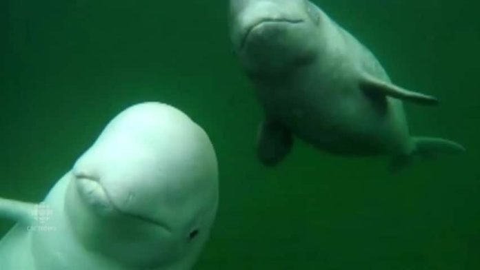 Are there beluga whales in Nova Scotia?