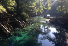 Are there canes in Florida? Are there canes in Florida?