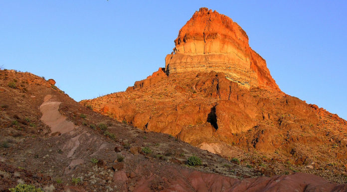 Are there cougars in Big Bend? Are there cougars in Big Bend?