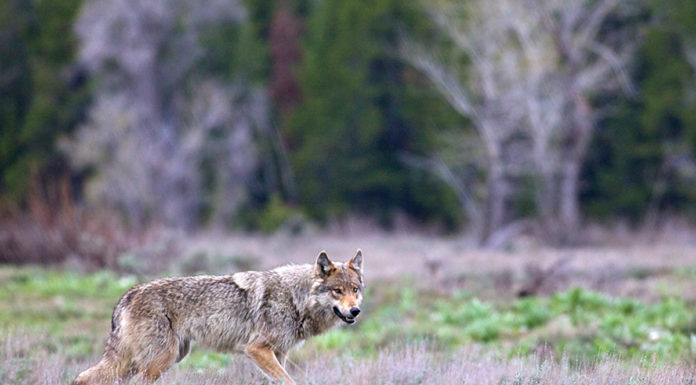 Are there cougars in Grand Teton National Park? Are there cougars in Grand Teton National Park?