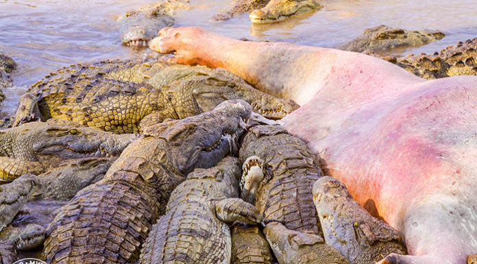 Are there crocodiles in Whitsundays? Are there crocodiles in Whitsundays?