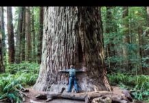 Are there giant redwoods in Muir Woods? Are there giant redwoods in Muir Woods?