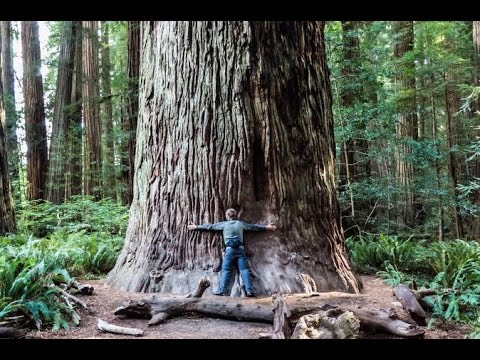 Are there giant redwoods in Muir Woods?