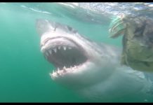 Are there great white sharks in Cape Town? Are there great white sharks in Cape Town?